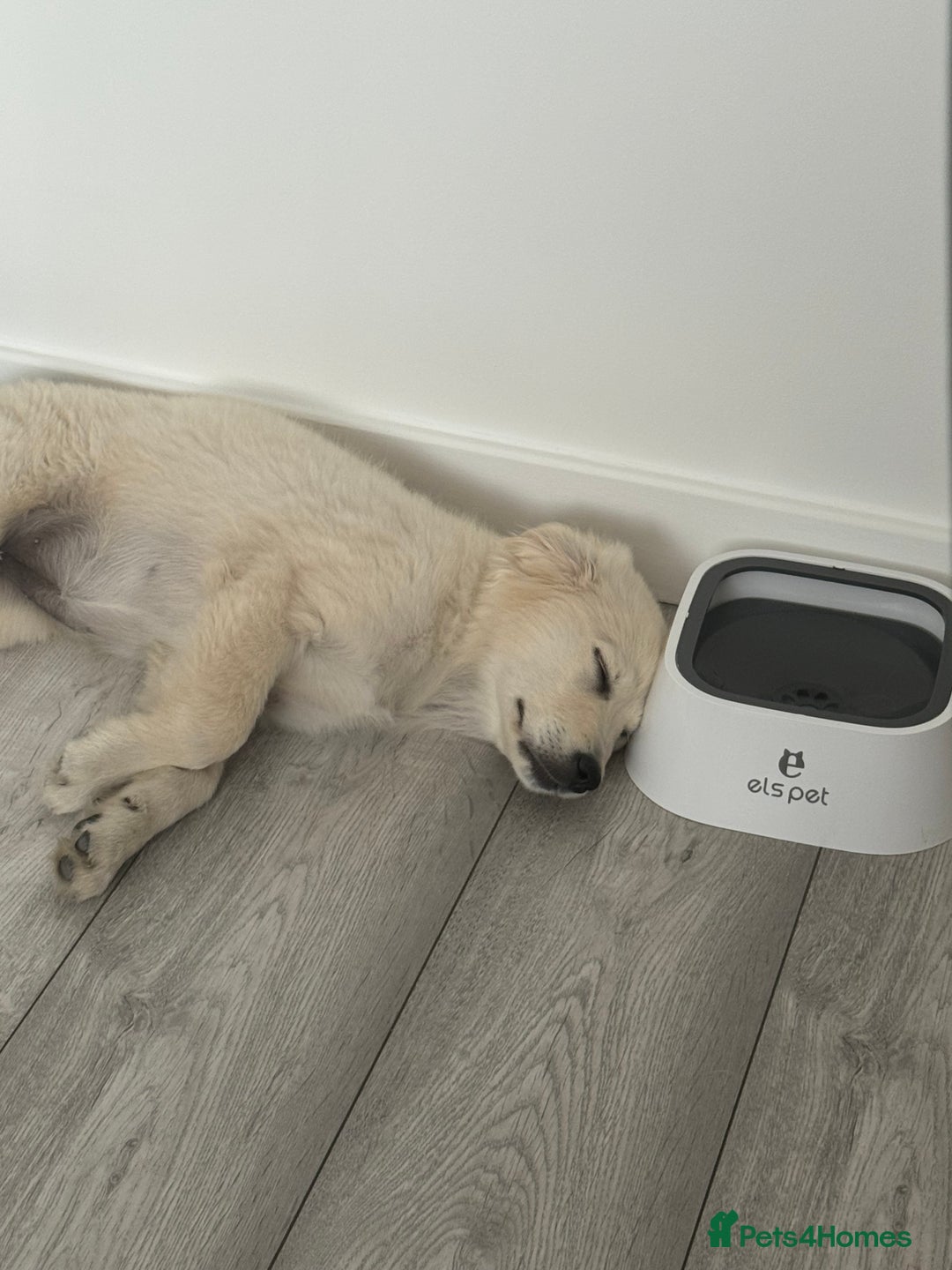 Golden Retriever dogs for sale: Female Golden Retriever - Image 6