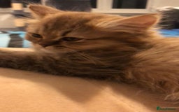 British Longhair cats for sale: READY NOW Tabby female Pedigree BLH - Image 19