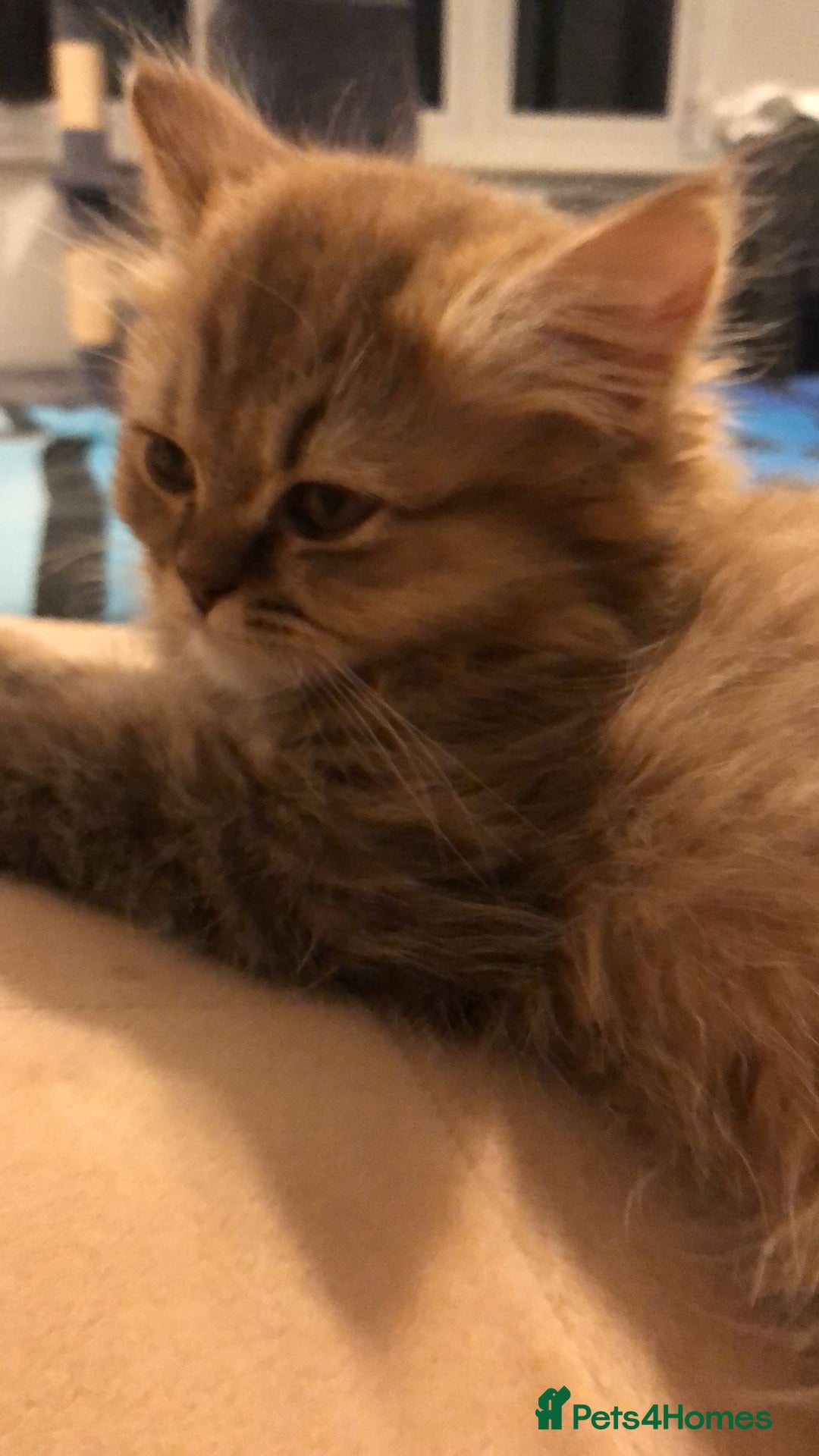 British Longhair cats for sale: READY NOW Tabby female Pedigree BLH - Image 19