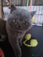 British Shorthair cats Lilac Female & Blue Males Healthy GCCF Pedigree - Advert 2