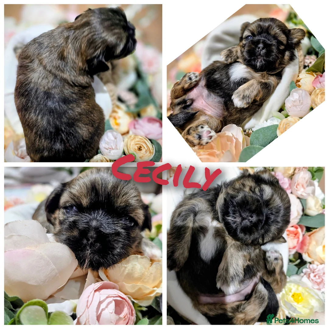 Shih Tzu dogs for sale: 🐾Shih tzu puppies 🐾 - Advert 6
