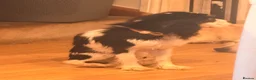 Cavalier King Charles Spaniel dogs for sale: Boy Caviler King Charles   - Advert 3