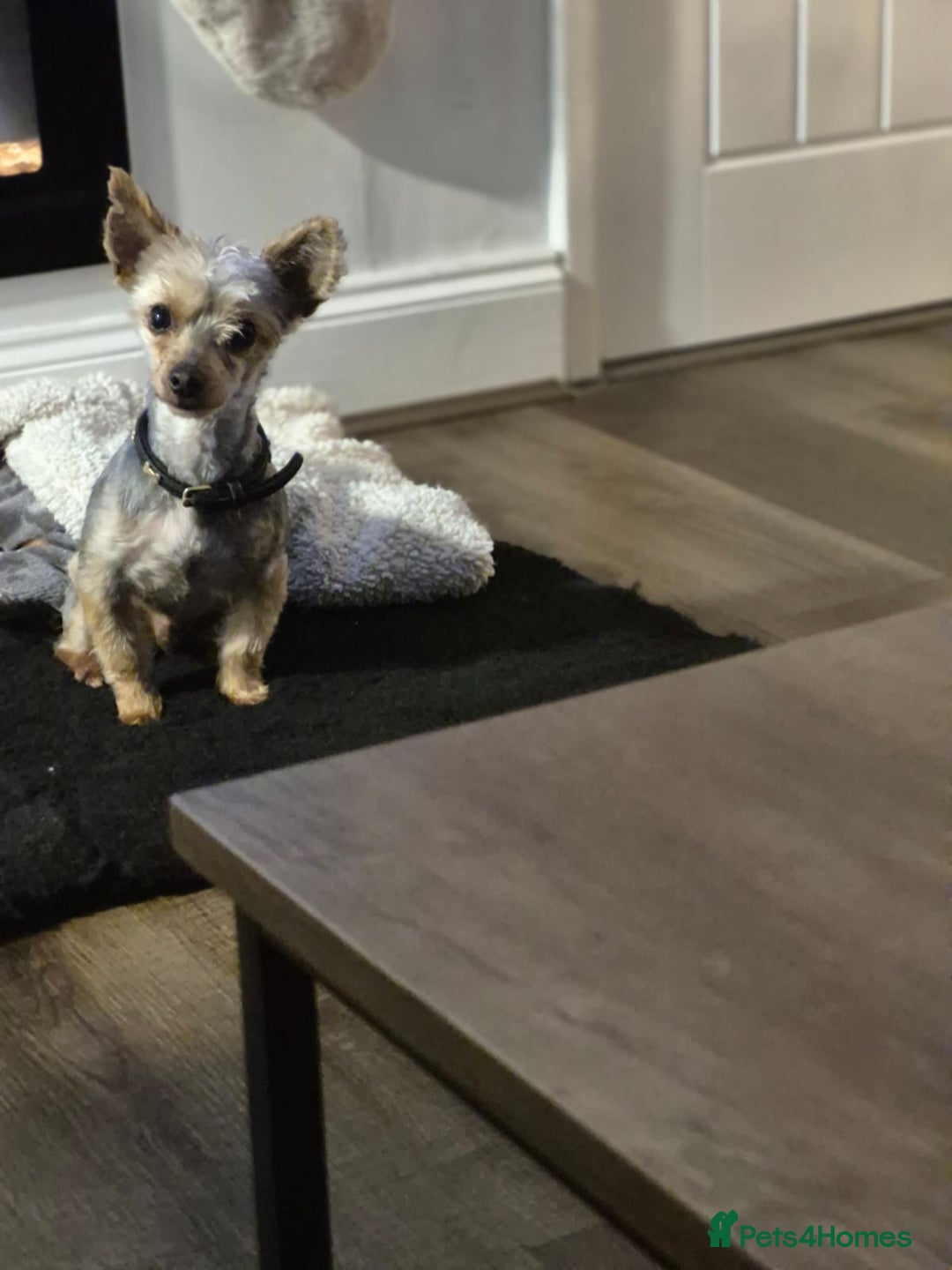 Yorkshire Terrier dogs for sale: Yorkshire terrier  **  - Advert 3