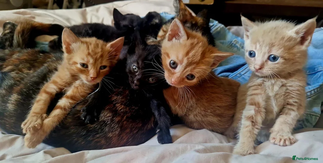 Mixed Breed cats for sale: 2 last kittens left  - Advert 1