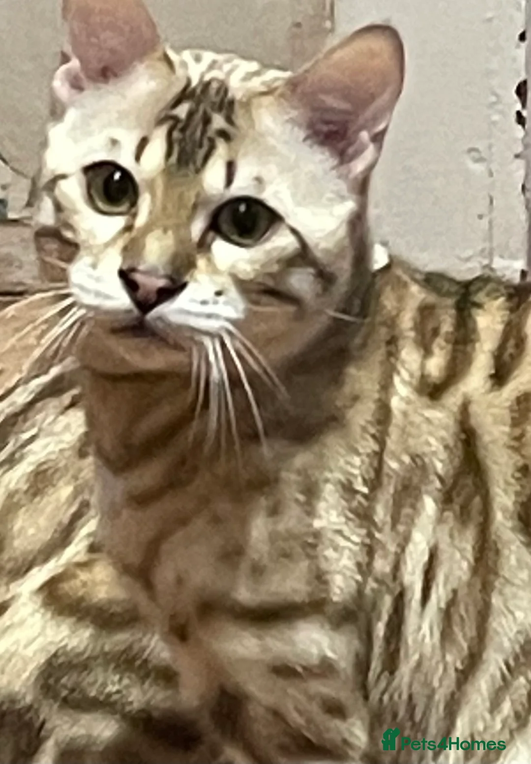 Bengal cats for sale: Outstanding pedigree Bengals - Advert 8