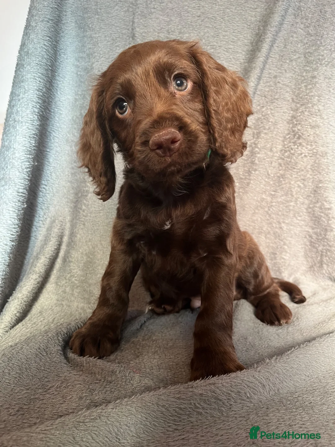 Cocker Spaniel dogs for sale: Cocker spaniel puppies  - Advert 16