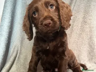 Cocker Spaniel dogs Cocker spaniel puppies - Advert 1