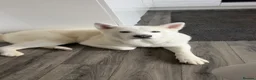 Japanese Akita Inu dogs for stud: Japanese Akita - Advert 5