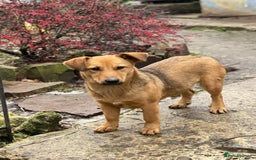 Mixed Breed dogs for adoption: 💖🐶 RAHDA 🐶💖 - Image 5
