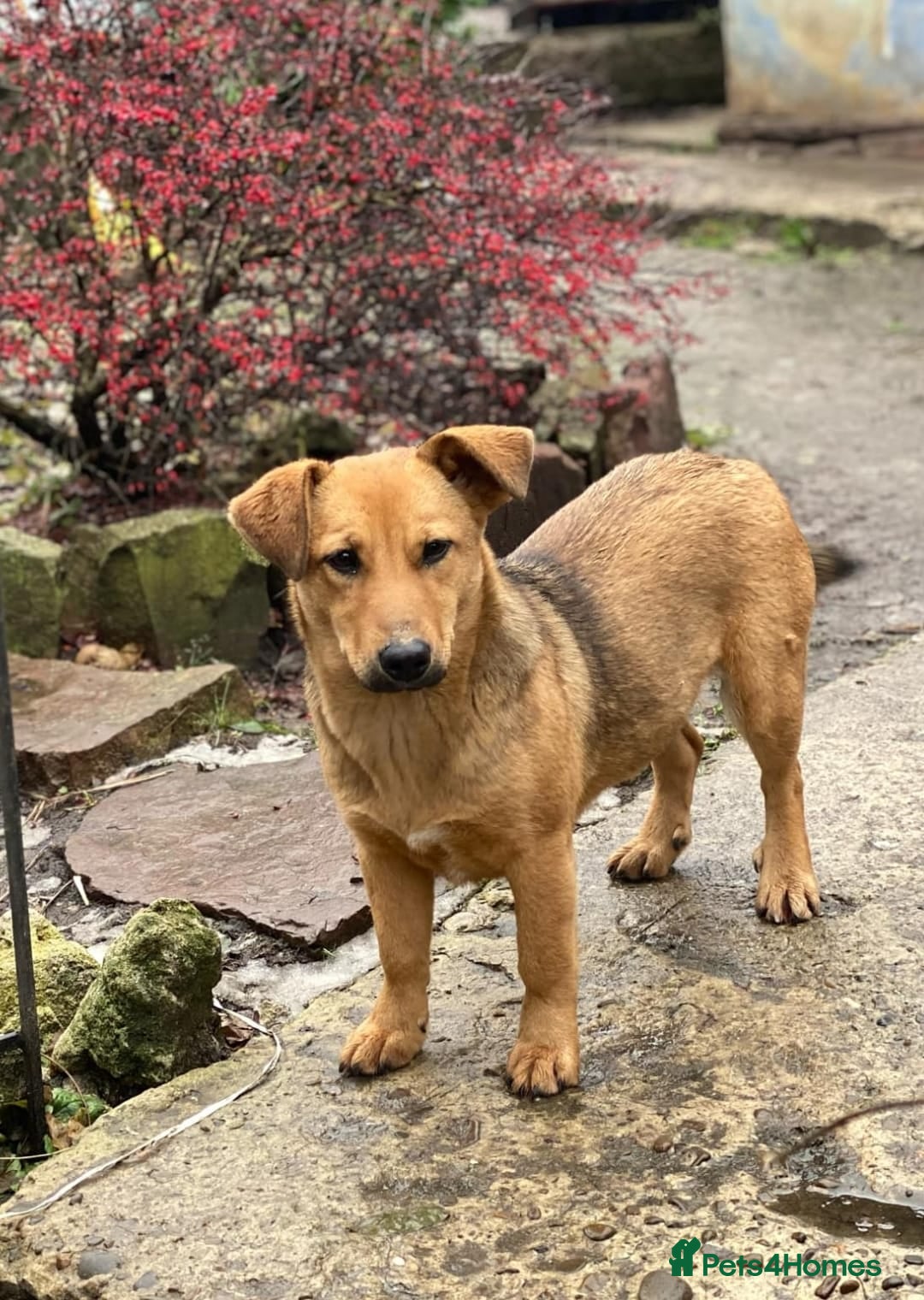 Mixed Breed dogs for adoption: 💖🐶 RAHDA 🐶💖 - Image 5