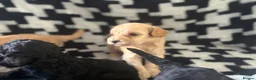 Cavapoochon dogs for sale: PRA Clear genetically DNA Tested Cavapoochons in Towcester - Advert 6