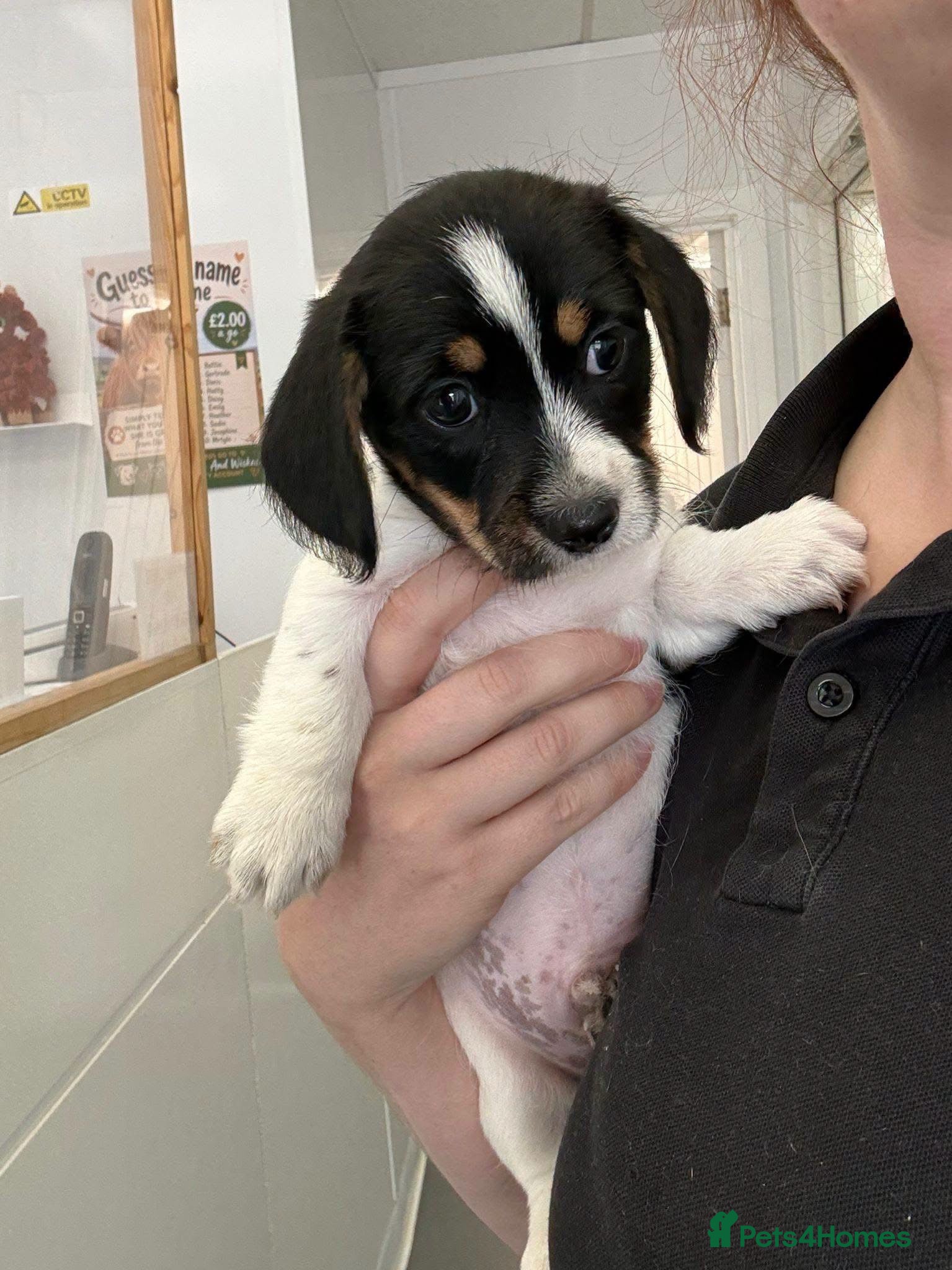 Mixed Breed dogs Ready to leave Mauxie ( Min Dachshund X Maltese )  - Advert 4