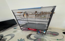 Cockatiels birds for sale: 2 Tamed 3yr old cocktails - Image 6