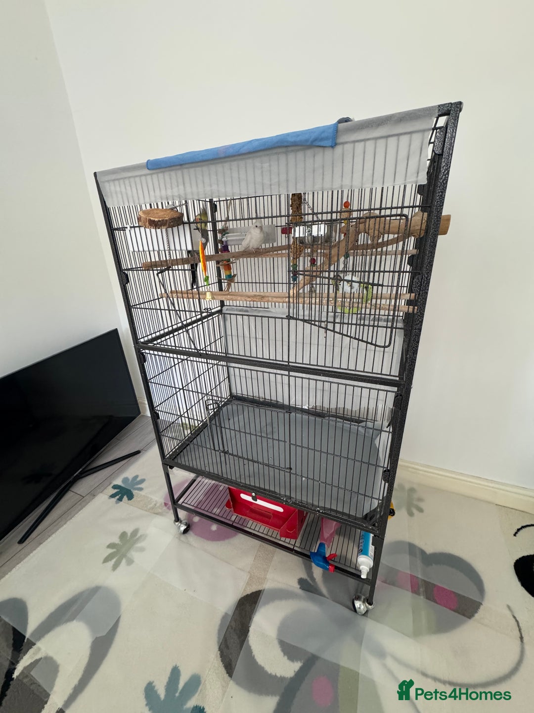 Cockatiels birds for sale: 2 Tamed 3yr old cocktails - Image 6