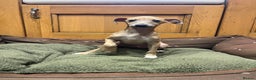 Italian Greyhound dogs for sale: Italian greyhound puppies  - Advert 5