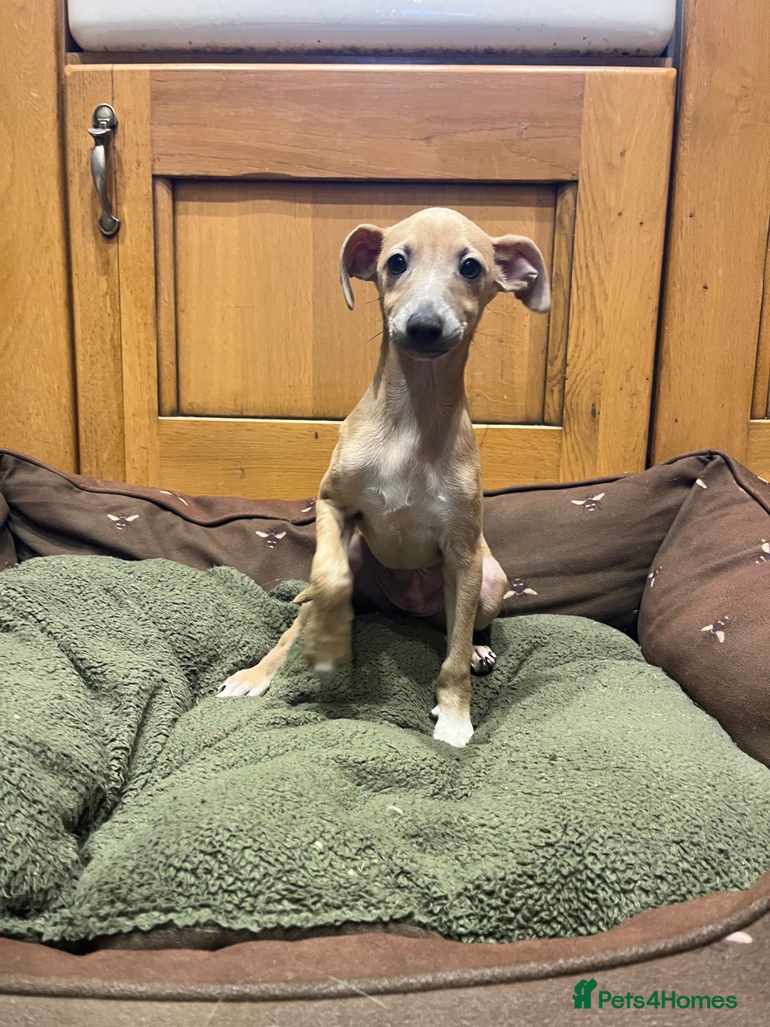 Italian Greyhound dogs for sale: Italian greyhound puppies  - Advert 5