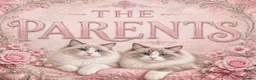Ragdoll cats for sale: 💫 EXQUISITE RAGDOLL KITTENS  - Advert 15