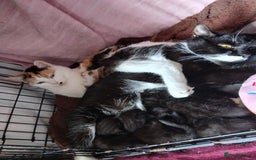 Mixed Breed cats for sale: Mixed breed kittens - Image 7