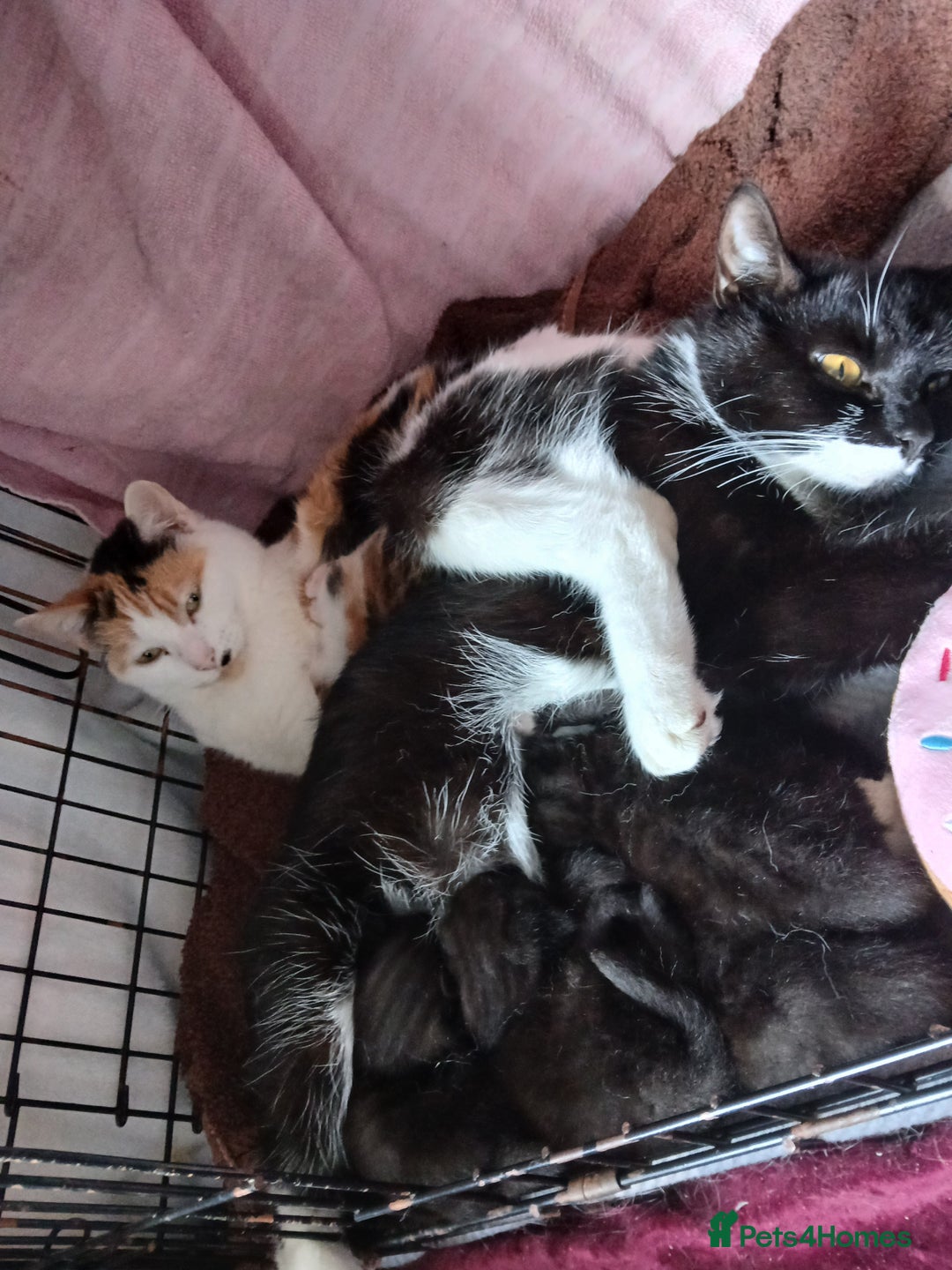 Mixed Breed cats for sale: Mixed breed kittens - Image 7