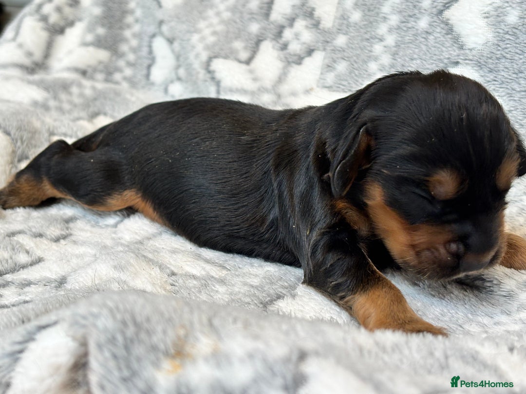 Cocker Spaniel dogs for sale: Champion bred KC health tested cockers  - Image 7