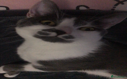 Domestic Shorthair cats for sale: Domestic shorthair cat aged 1 year 3 months - Image 6