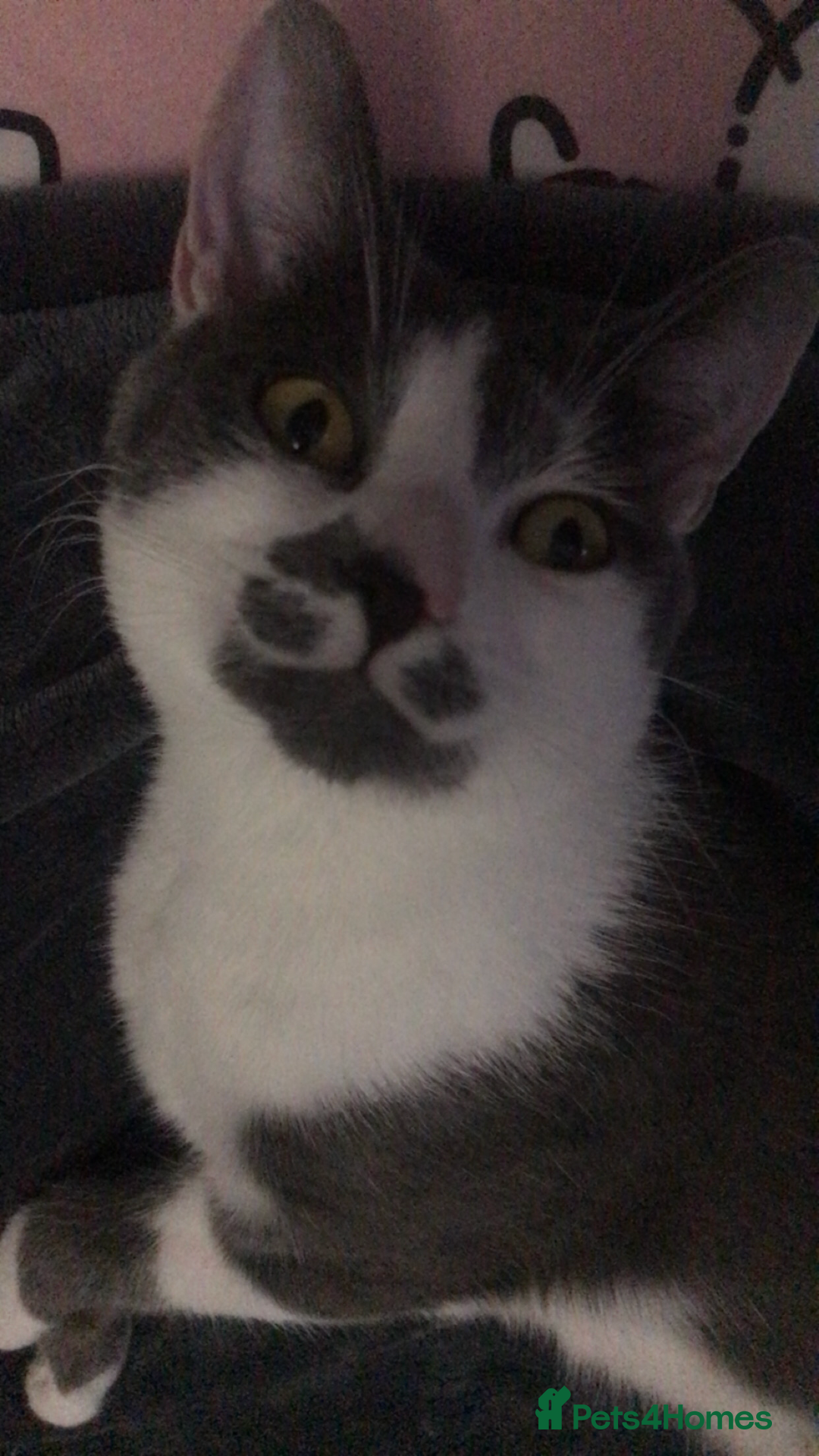Domestic Shorthair cats for sale: Domestic shorthair cat aged 1 year 3 months - Image 6