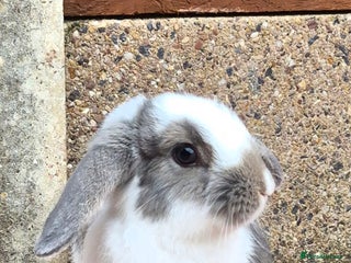 Mini Lop rabbits - Advert 34