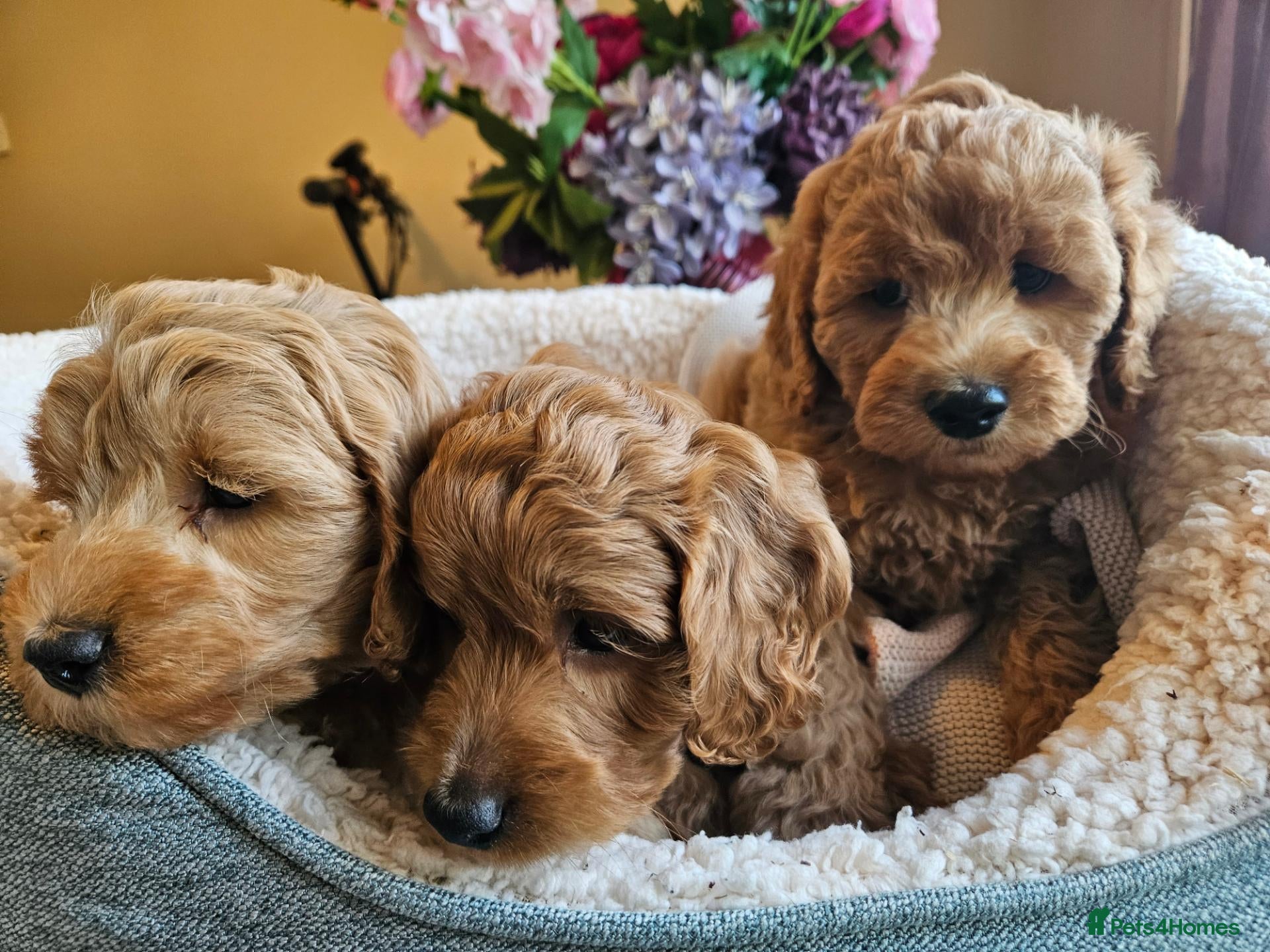 Cockapoo dogs Ready for loving homes licensed, cockapoo girls  - Advert 1