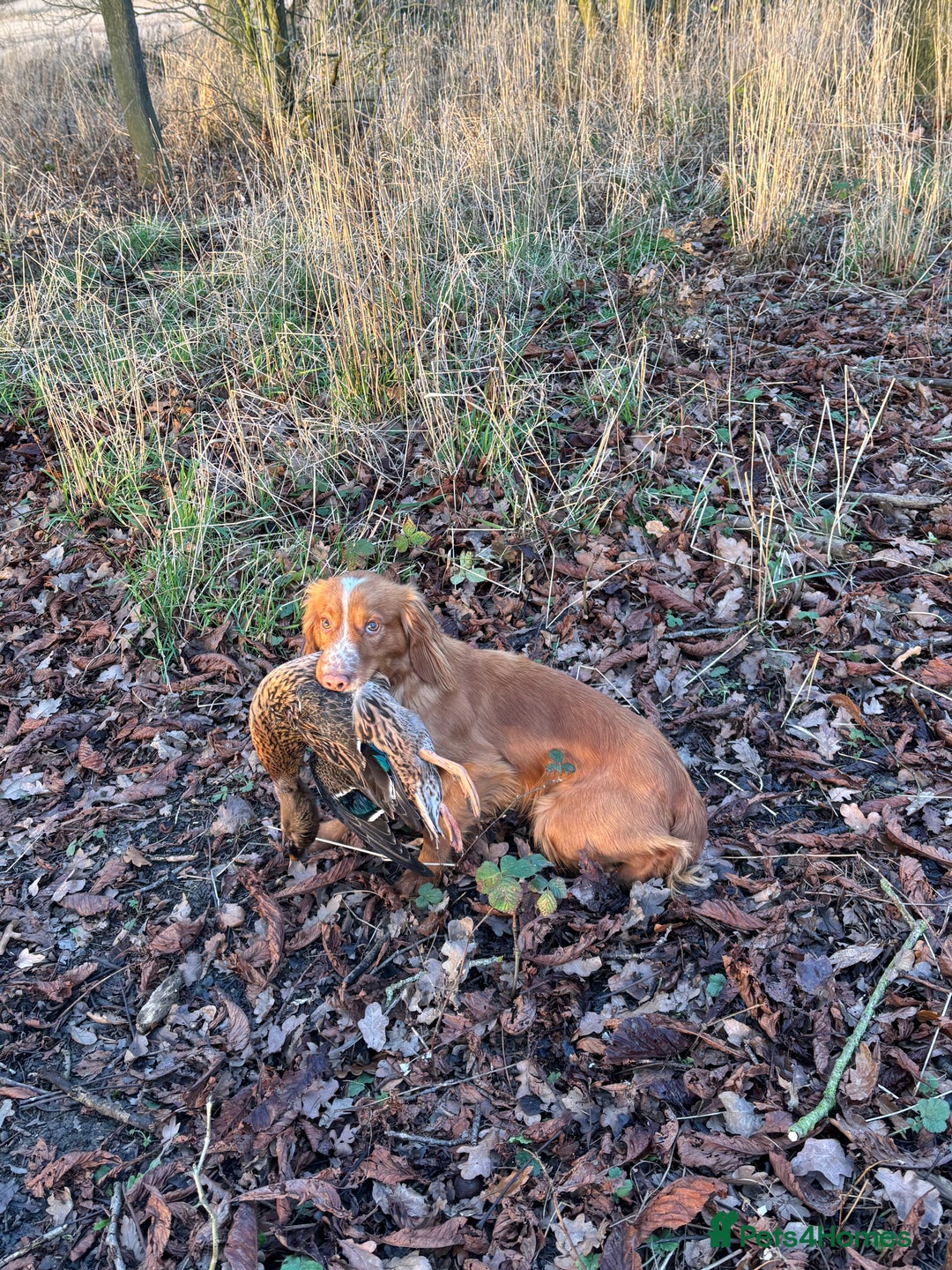Cocker Spaniel dogs for stud: Kc registered cocker spaniel - Advert 1