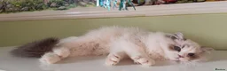 Ragdoll cats for sale: EU Sweet face Ragdoll TICA  - Advert 4