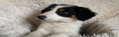 Border Collie 4