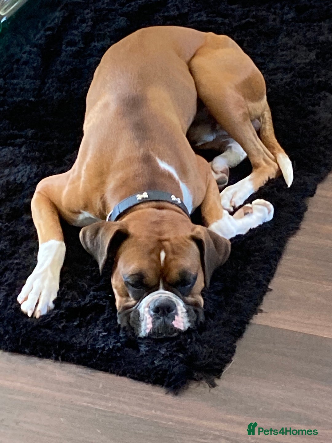 Boxer dogs for stud: Handsome Boxer for Stud  in Beverley - Advert 3