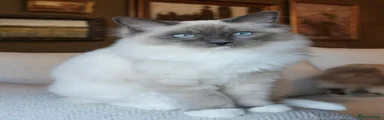 Fitz 