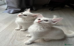 Turkish Angora cats for sale: cute white kittens - Image 1