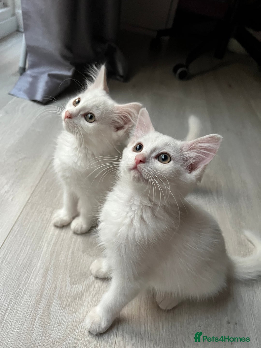 Turkish Angora cats for sale: cute white kittens - Image 1