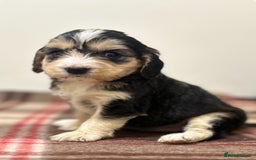 Cockapoo dogs for sale: stunning toy cockapoo  - Advert 25