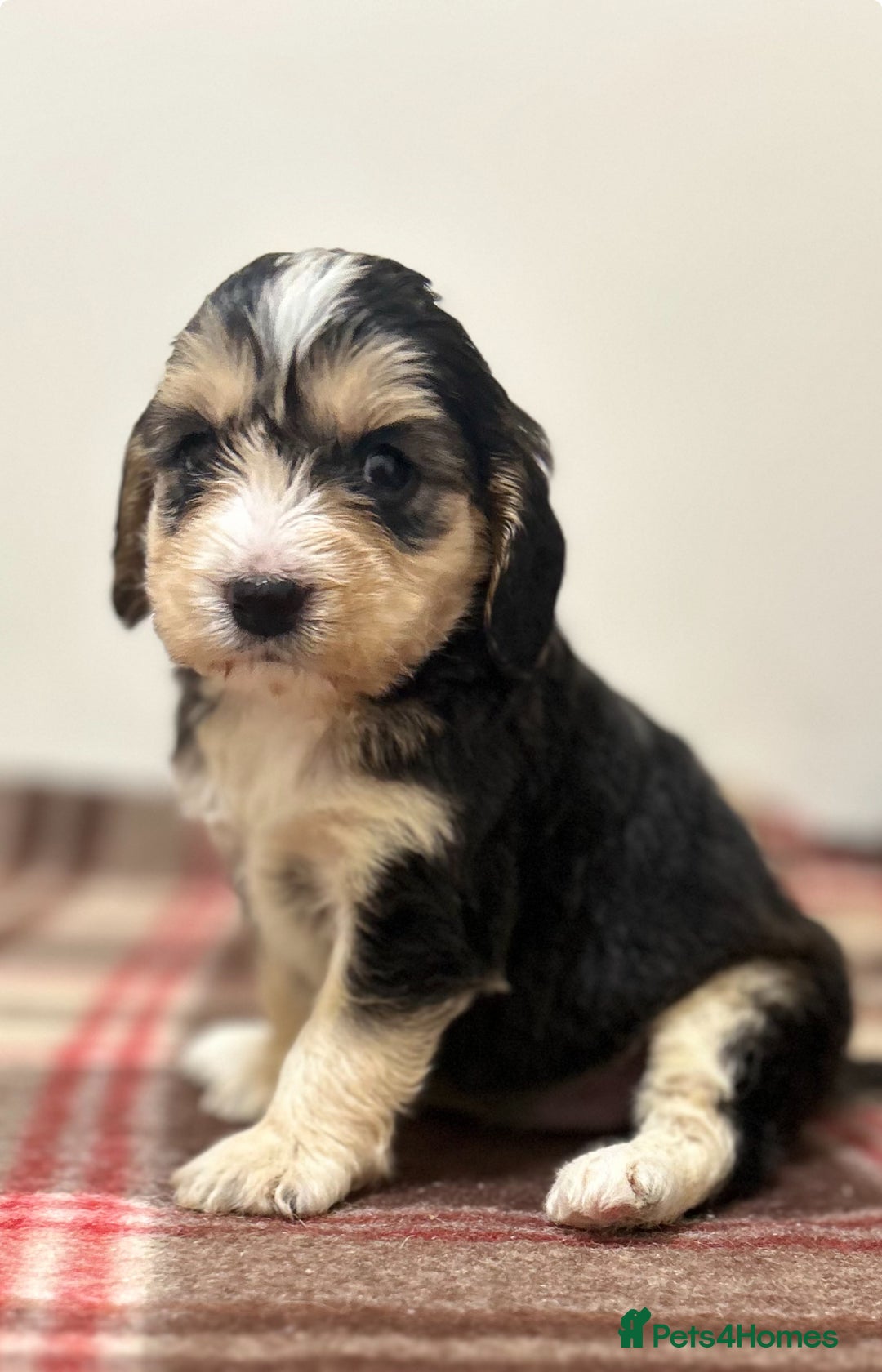 Cockapoo dogs for sale: stunning toy cockapoo  - Advert 25