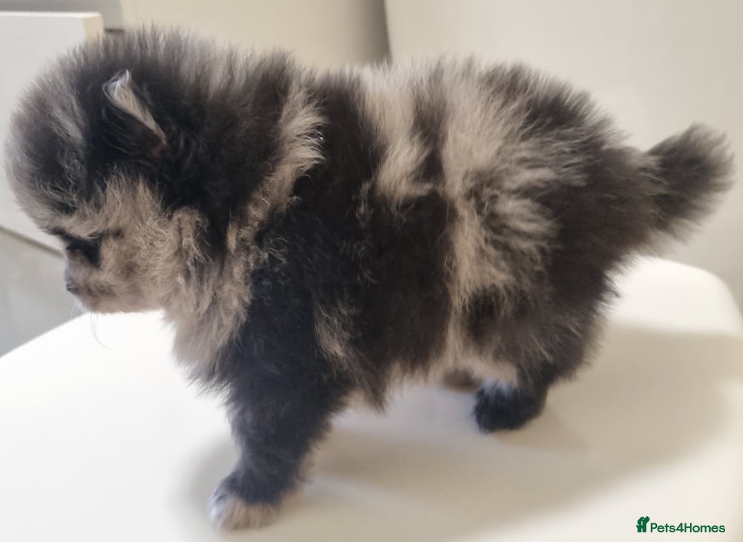 Pomeranian dogs for sale: Beautiful litter xxsmall teddy bear poms  - Image 1