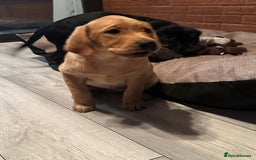 Labrador Retriever dogs for sale: Ready to leave! Beautiful KC Fox Red Labrador Girl - Image 28