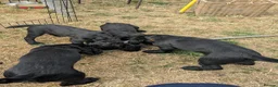 Sprocker dogs for sale: Sprocker Boys - Advert 9