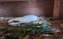 Guinea Pig rodents for sale: BEAUTIFUL PURE CALIFORNIAN GIRLS - Image 2