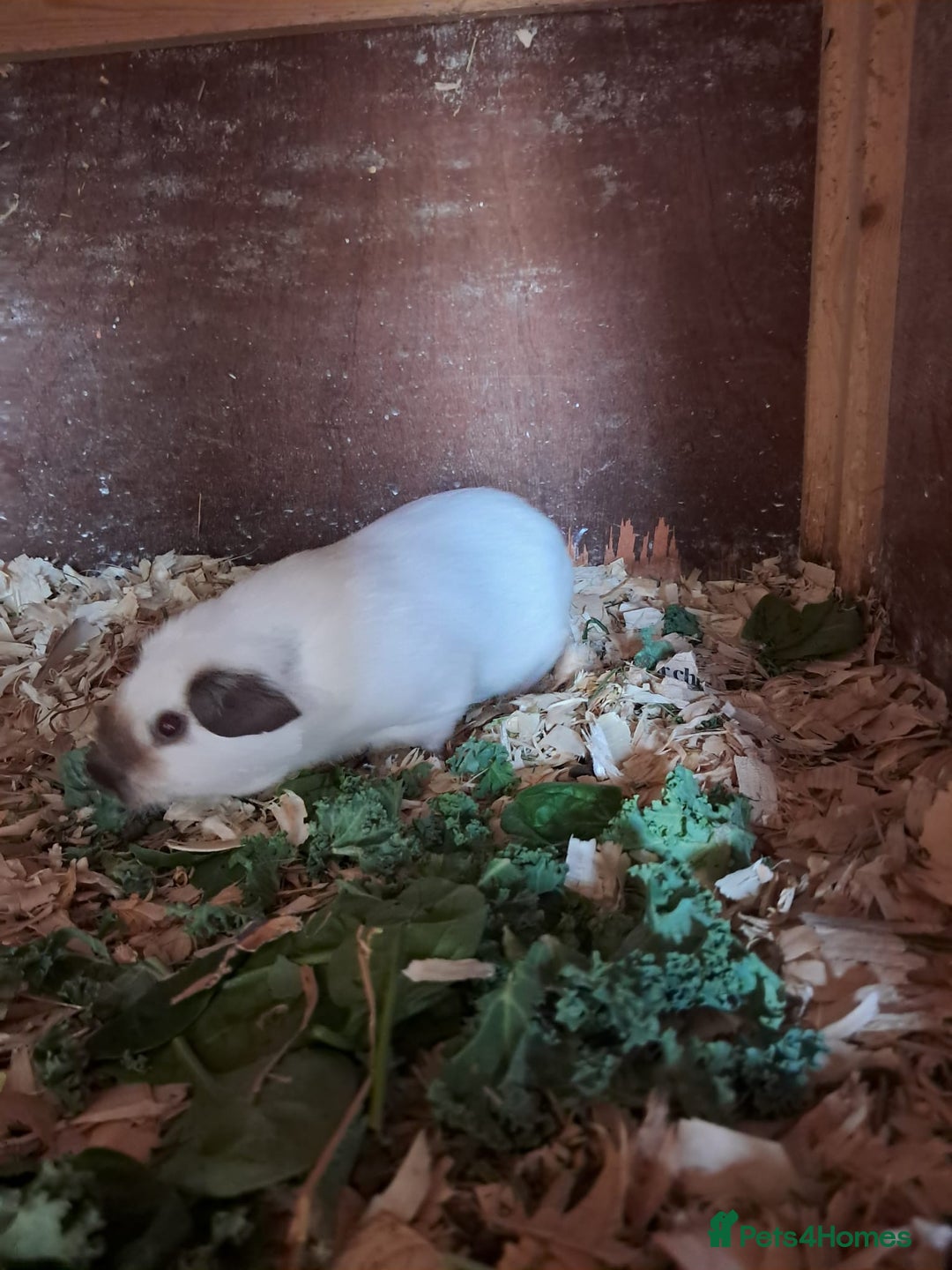 Guinea Pig rodents for sale: BEAUTIFUL PURE CALIFORNIAN GIRLS - Image 2