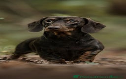 Miniature Dachshund dogs for sale: KC Registered Miniature Dachshunds (PRA Clear) - Image 15