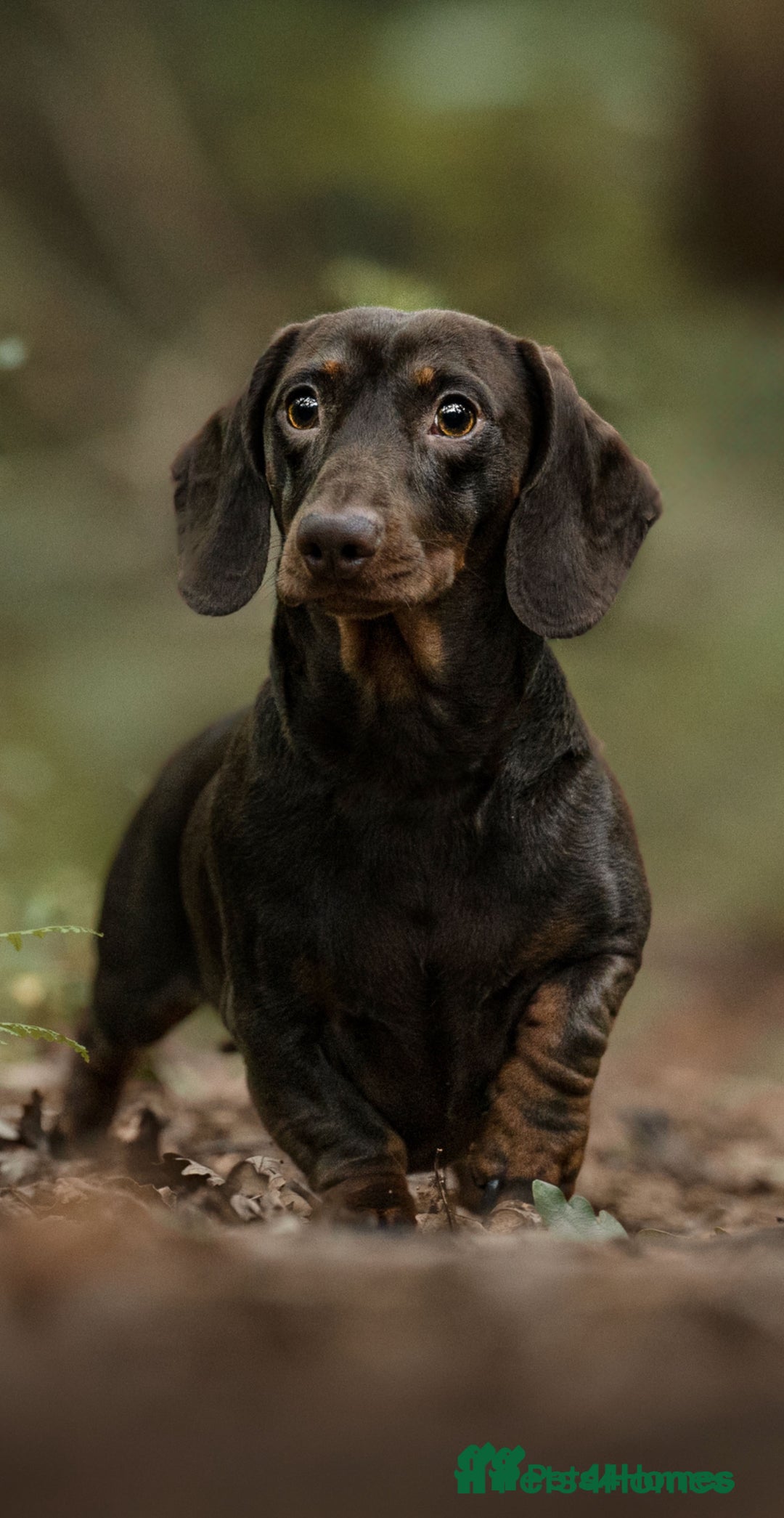 Miniature Dachshund dogs for sale: KC Registered Miniature Dachshunds (PRA Clear) - Image 15