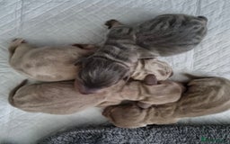 Miniature Dachshund dogs for sale: Miniature Dachshunds KC - Image 2