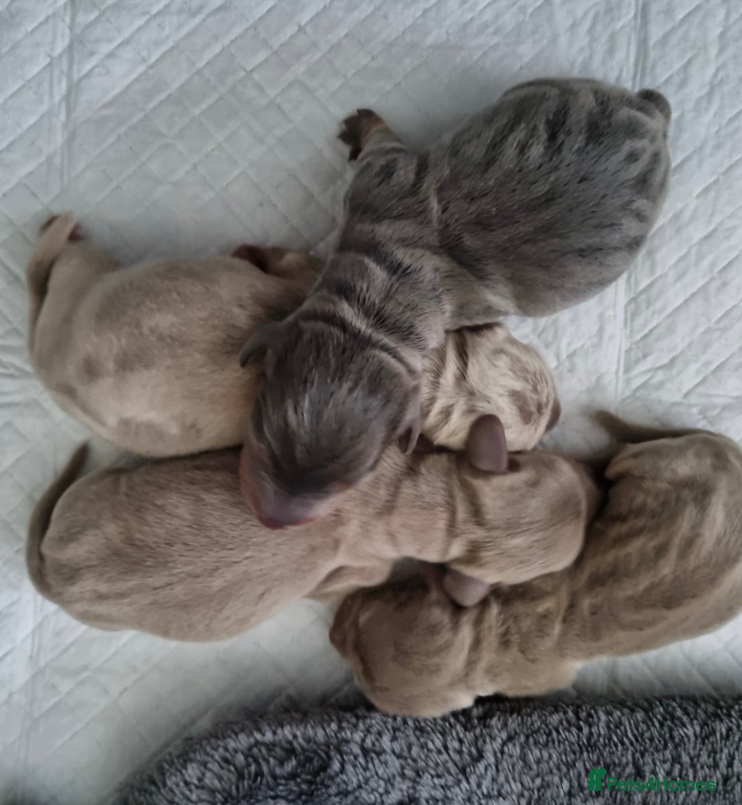 Miniature Dachshund dogs for sale: Miniature Dachshunds KC - Image 2