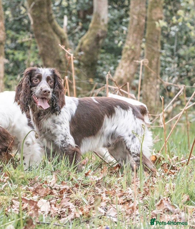 Sprocker dogs Sprocker for stud  in Blackwood - Advert 4