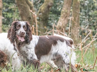 Sprocker dogs in Blackwood - Advert 3