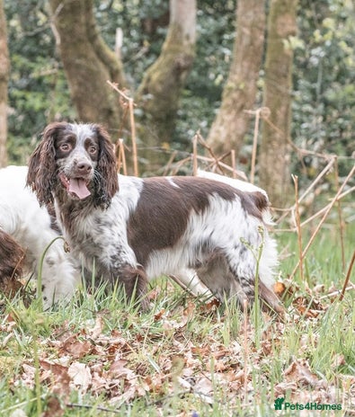Sprocker dogs in Blackwood - Advert 1