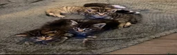 Mixed Breed cats for sale: 5 Beautiful Kittens Available Now !!  in London - Advert 11